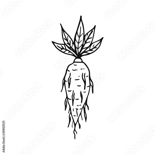 Magic mandrake. Vector linear illustration. Hand drawn magic tools, concept of witchcraft. Vector linear illustration. Hand drawn magic tools, concept of witchcraft.