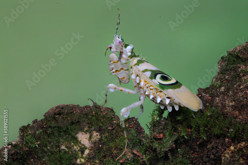 A praying mantis (Pseudocreobotra wahlbergii) is looking for prey on moss. photo