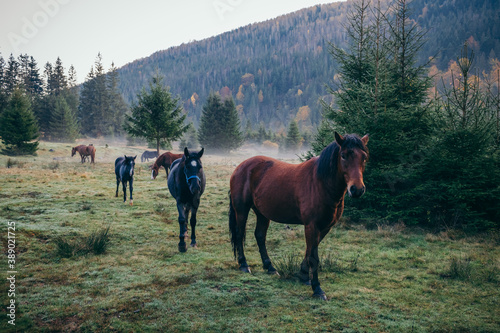 A brown horse standing on top of a grass covered field