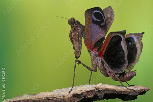 A praying mantis is flapping its beautiful wings.