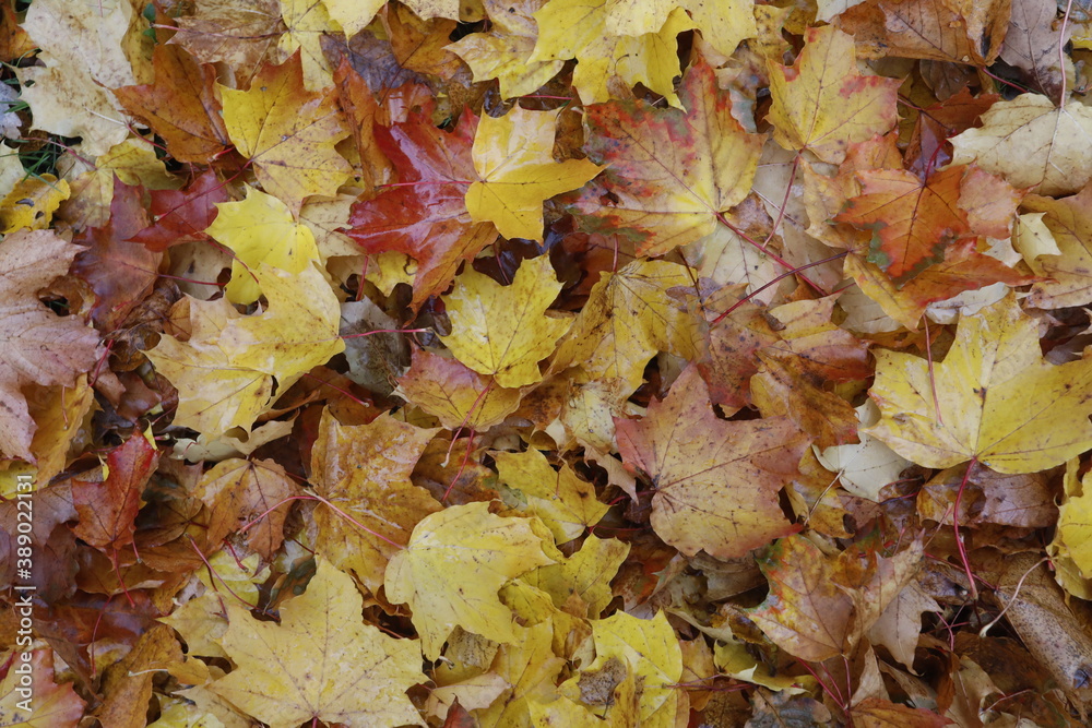 Fall foliage, leaves in orange, gold and red as a close up background in autumn. Fall foliage, leaves in orange, gold and red as a close up background in autumn.