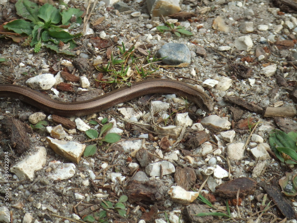Slow Worm (Anguis Fragilis) in the New Forest, Hampshire, UK Slow Worm (Anguis Fragilis) in the New Forest, Hampshire, UK