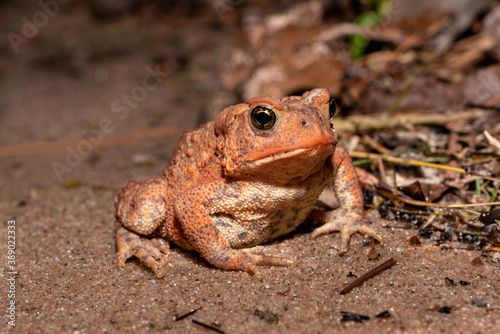 Reddish toad on sand © Mark