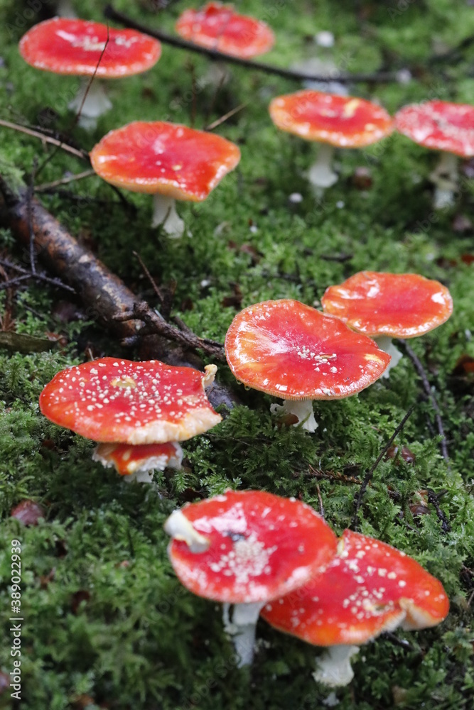 Obraz premium Lots of red toadstool Amanita muscaria, poisonous mushrooms and moss in the forest.