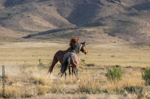 Wild Horse Stallions Fighting in the Utah Desert