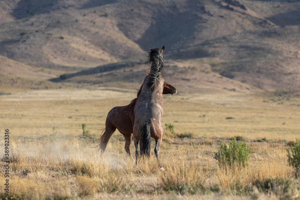 Wild Horse Stallions Fighting in the Utah Desert Wild Horse Stallions Fighting in the Utah Desert