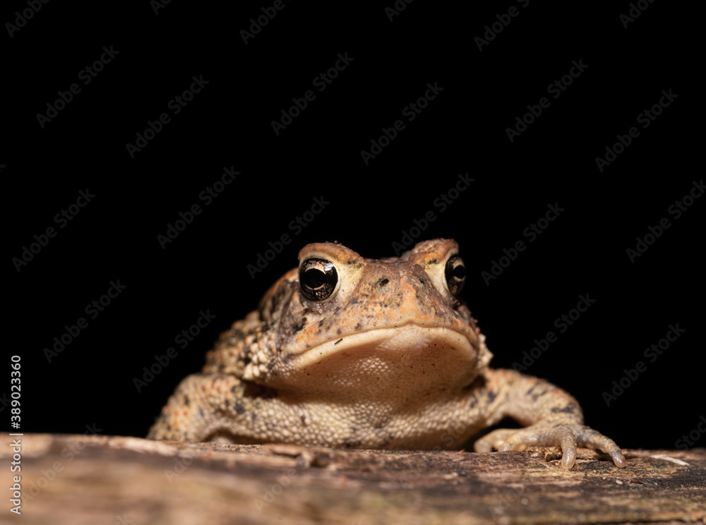 Naklejka premium Closeup of toad face isolated against black background