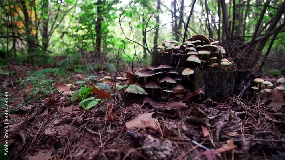 Wild mushrooms. Mushrooms grow in the forest on an old tree stump Wild mushrooms. Mushrooms grow in the forest on an old tree stump