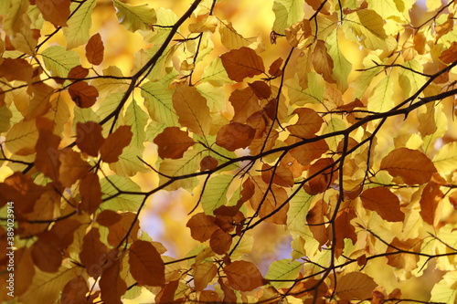 Bright golden, yellow and orange leaves in autumn.
