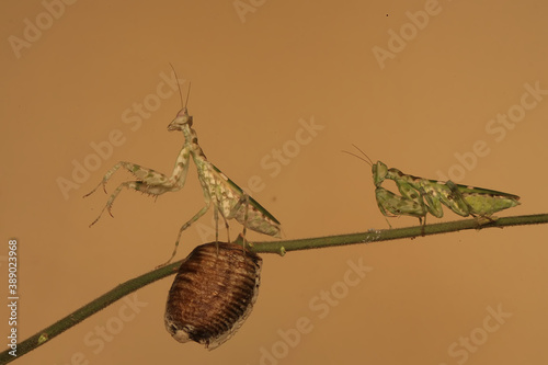 A pair of praying mantis (Creobroter gemmatus) are looking for prey on the weeds. photo