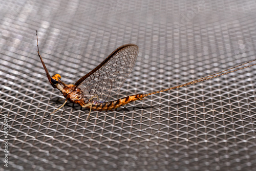 Closeup of mayfly resting on a screen outside