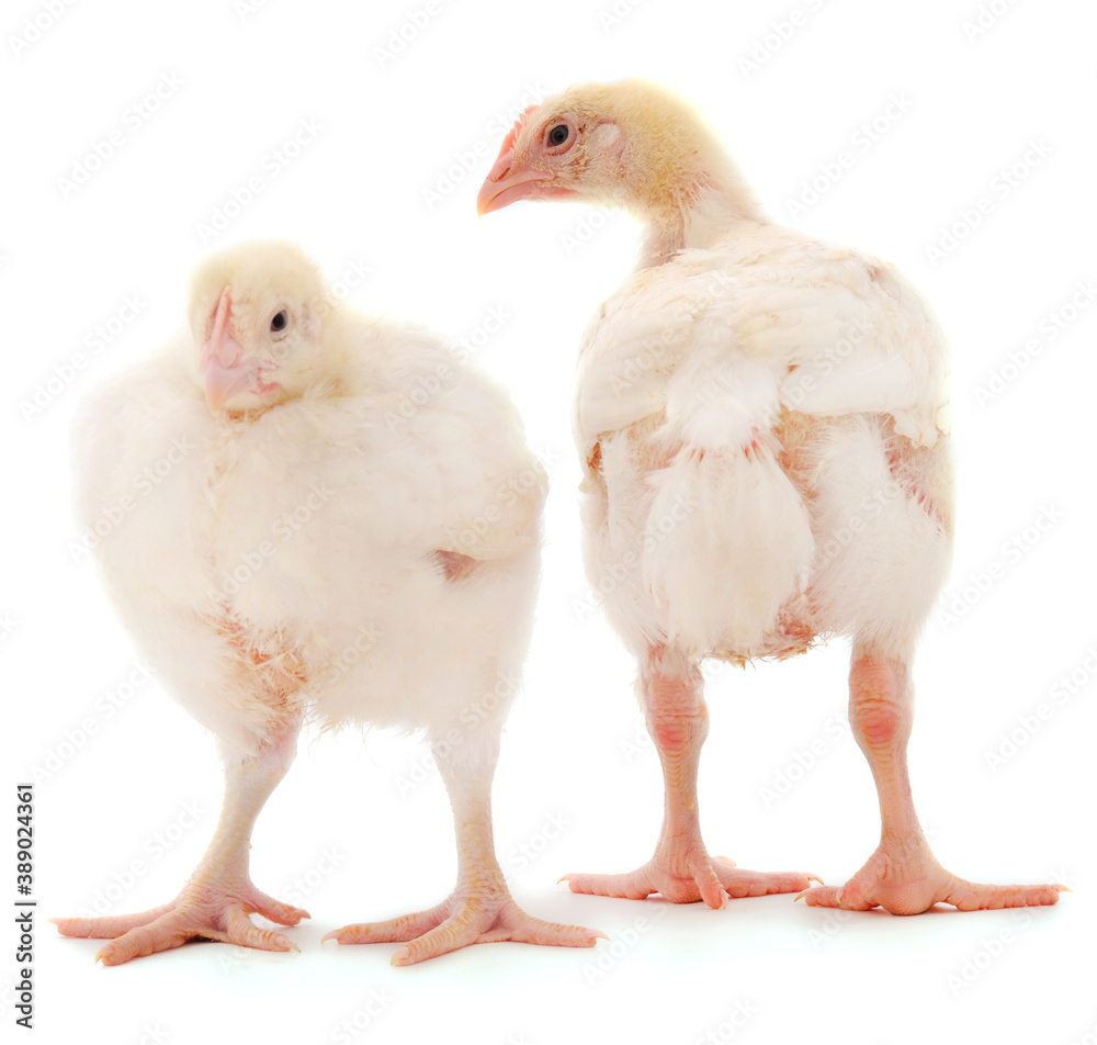 Two chicken or young broiler chickens. Two chicken or young broiler chickens.