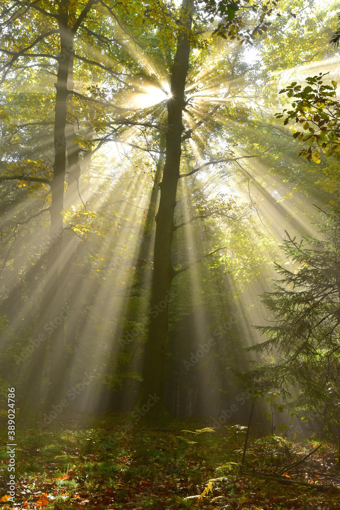 morning in the forest sun nature