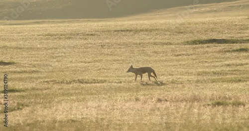 Footage of coyote on prairie, South Dakota, USA
