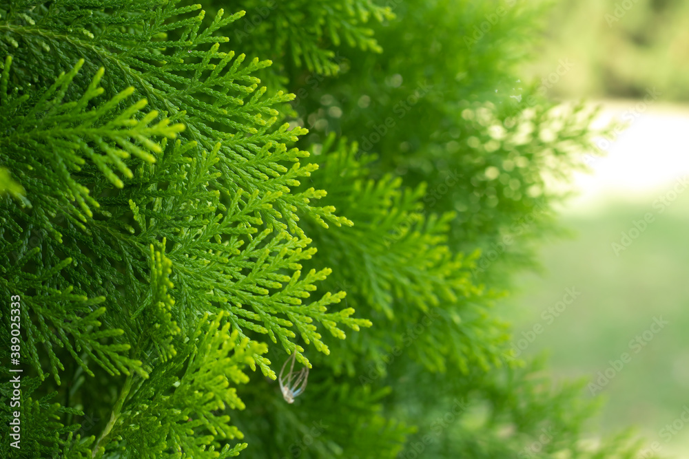 Calocedrus decurrens Berrima Gold / Berrima Gold Incense Cedar, close up of foliage, selected focus