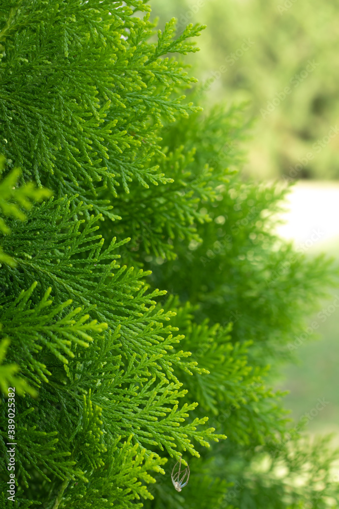 Calocedrus decurrens Berrima Gold / Berrima Gold Incense Cedar, close up of foliage, selected focus