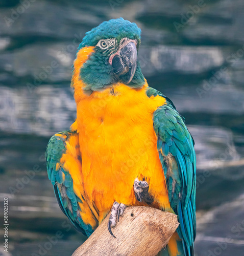 Close-up view of a Blue-throated macaw (Ara glaucogularis) photo