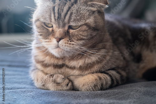 Serious, displeased cat Scottish Fold looks thoughtfully with folded legs and lying on a soft sofa. Close-up.