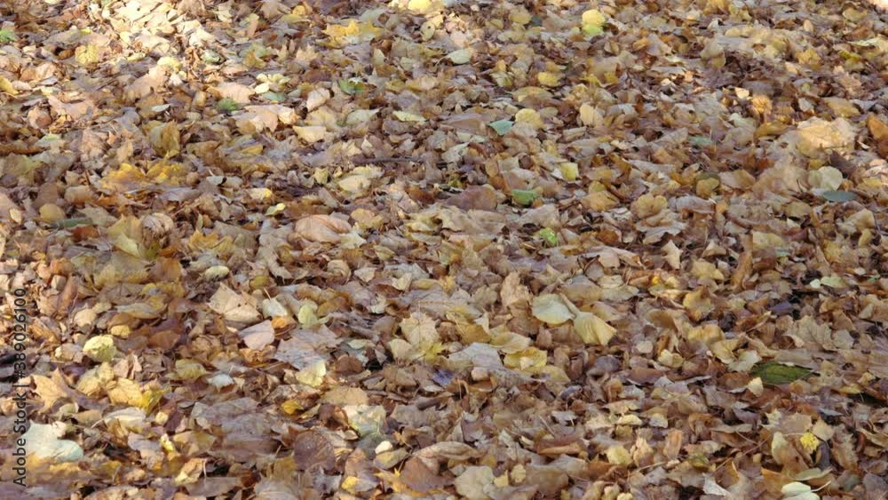 Bright autumn foliage on the ground Bright autumn foliage on the ground