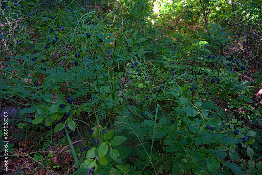 leaves and blueberry bushes in the forest