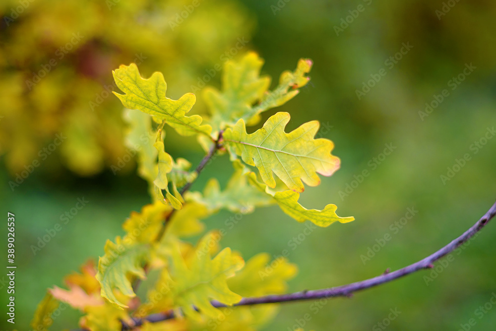 Oak autumn leaves on a tree. Outdoor. Soft selective focus. Oak autumn leaves on a tree. Outdoor. Soft selective focus.