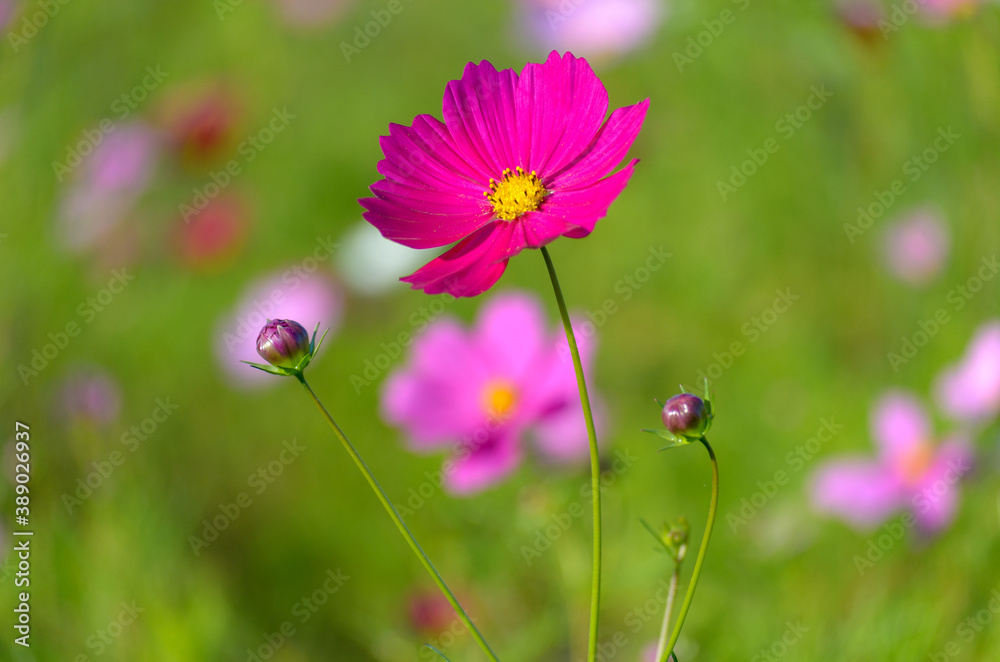 ピンクのコスモスの花