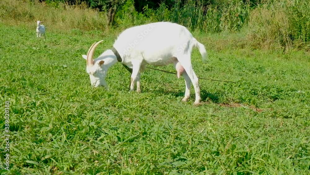 A white cash goat grazes on a pasture on a Sunny summer day A white cash goat grazes on a pasture on a Sunny summer day