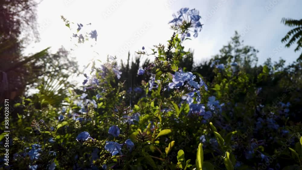 Blooming blue flowers on bush sway in breeze with radiant sun flare Blooming blue flowers on bush sway in breeze with radiant sun flare