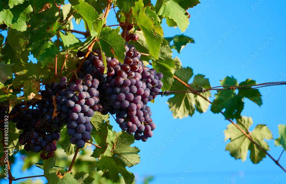 Lush Wine Grapes Clusters Hanging On The Vine. 