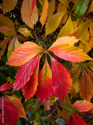 pattern of autumn leaves of different colors  red  orange  yellow  green