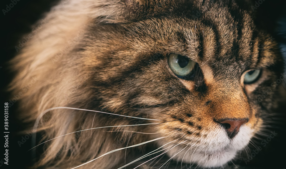 Obraz premium Portrait of Maine Coon. Largest domesticated cat breed.