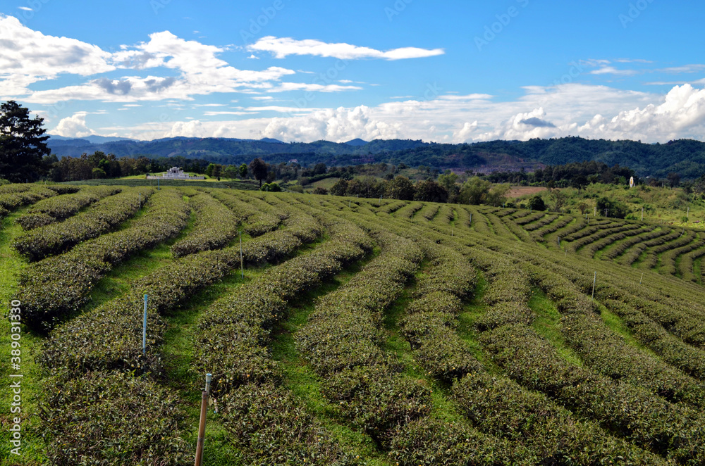 Thailand - Choui Fong Tea Plantation Thailand - Choui Fong Tea Plantation