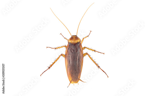 action image of Cockroaches, Cockroaches isolated on white background. High-resolution cockroach images,Suitable for graphics or advertising work