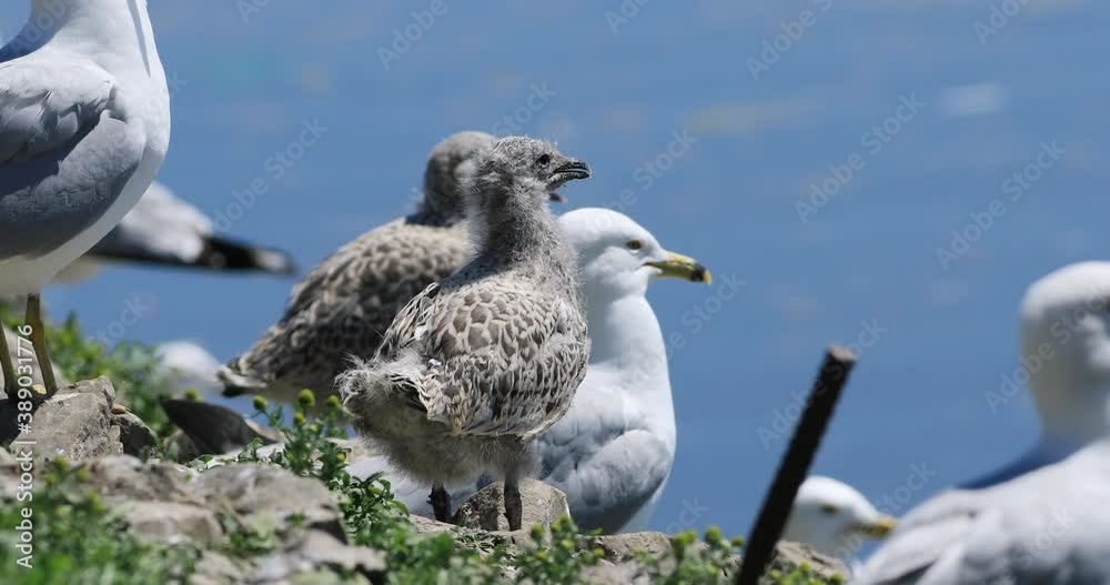 Two Young Ring-billed Gull, Larus delawarensis, with adults 4K Two Young Ring-billed Gull, Larus delawarensis, with adults 4K