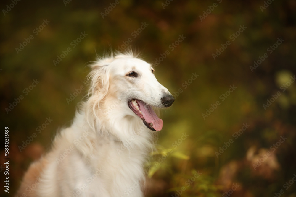 Adorable russian borzoi dog in the dark fall forest. Beautiful dog breed russian wolfhound in autumn Adorable russian borzoi dog in the dark fall forest. Beautiful dog breed russian wolfhound in autumn