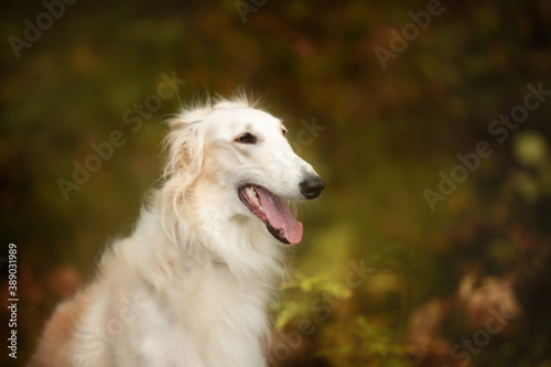 Adorable russian borzoi dog in the dark fall forest. Beautiful dog breed russian wolfhound in autumn