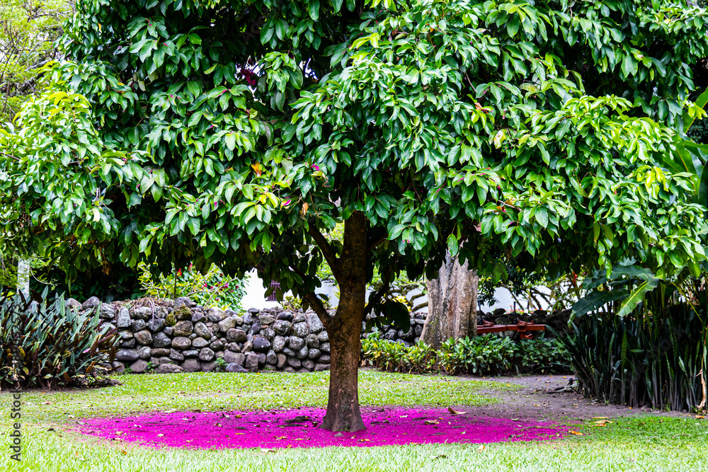Beautiful pink carpet of flowers under a Malay rose apple (Syzygium