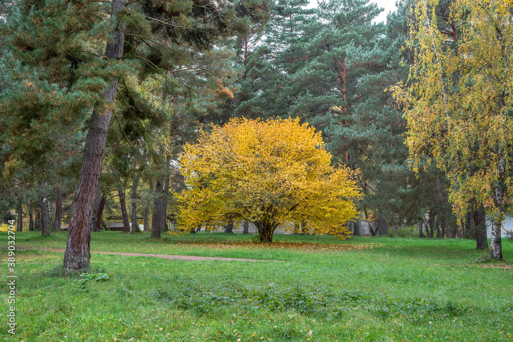 Naklejka premium Yellow and orange trees in the fall on a meadow