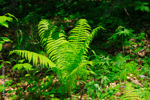 Bush of green fem leaves in the wood