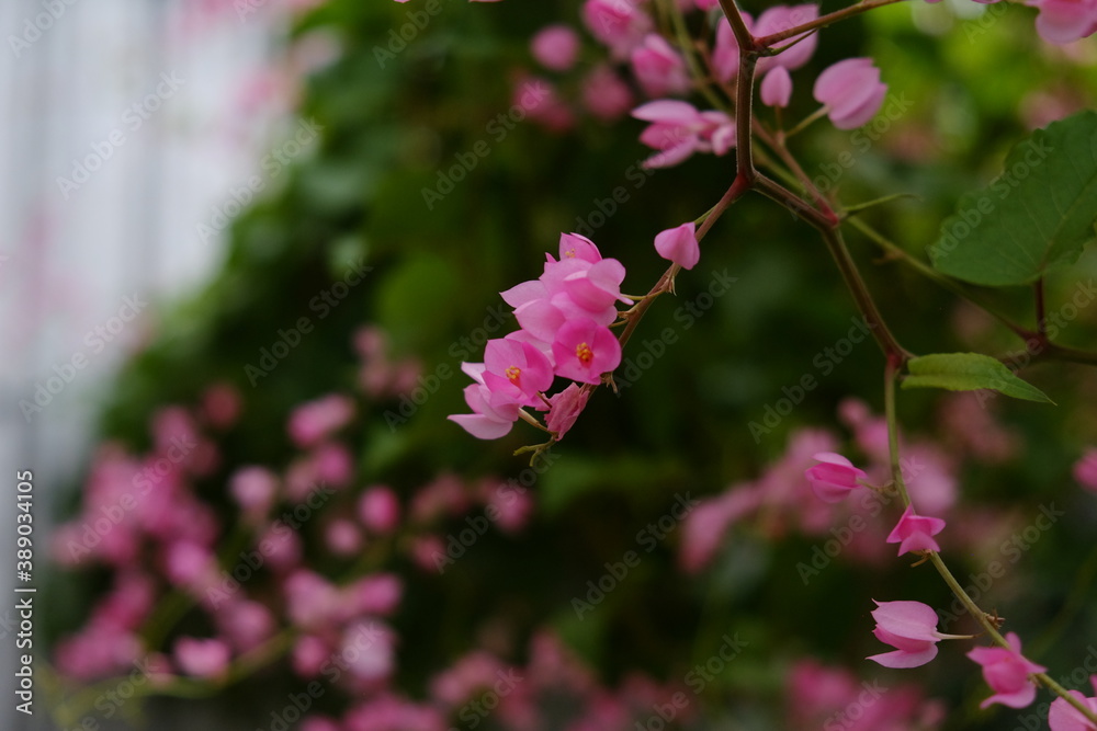 pink flowers in small garden