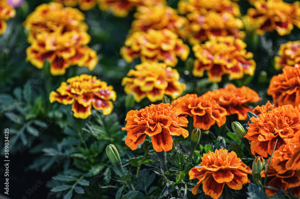Yellow and orange marigolds or a close-up of an erect flower in a flower bed in a garden Yellow and orange marigolds or a close-up of an erect flower in a flower bed in a garden