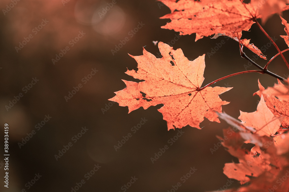 Εκτύπωση καμβά Close-up of beautiful maple leaves in bright autumn colors in backlight and against a blurred background