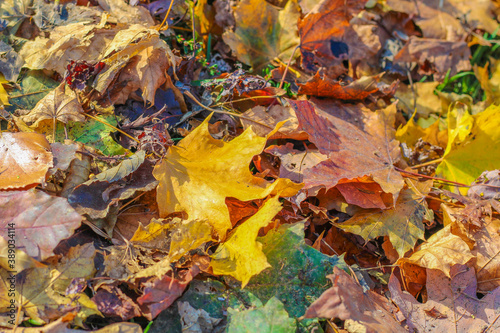 Colorful autumn leaf on the grass background
