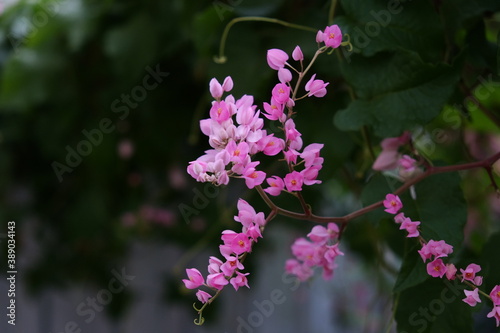 pink flowers in small garden