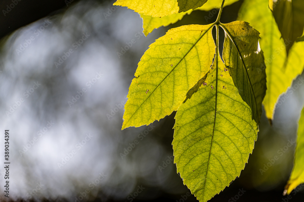 Fototapeta premium Beautiful autumn leaves and plants backlit. Yellow leaves in the sun.