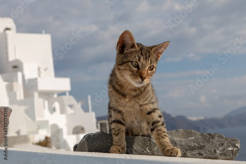 Grèce, Les Cyclades, île de Santorin (Thera ou Thira), village d'Oia, chat