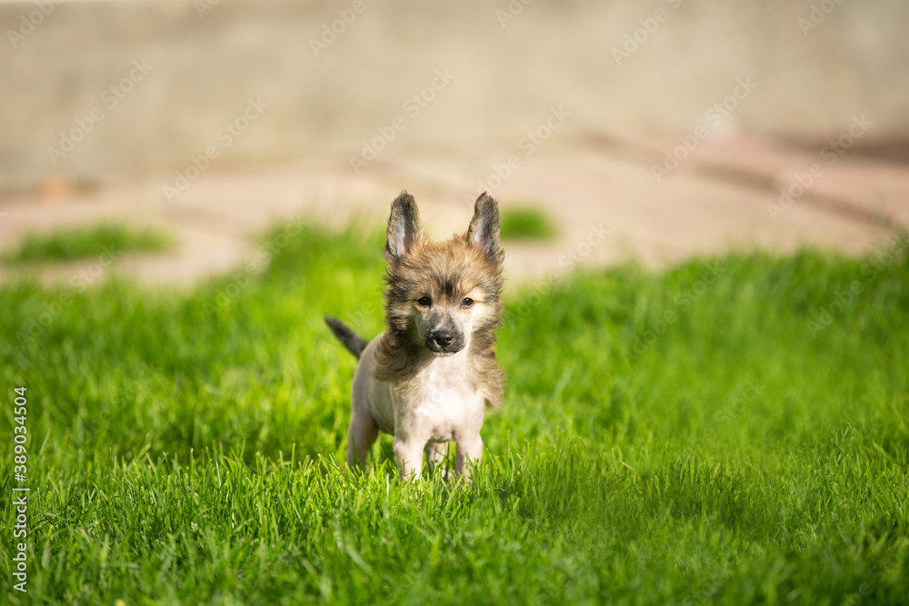 Portrait of chinese crested puppy standing in the green grass on sunny day