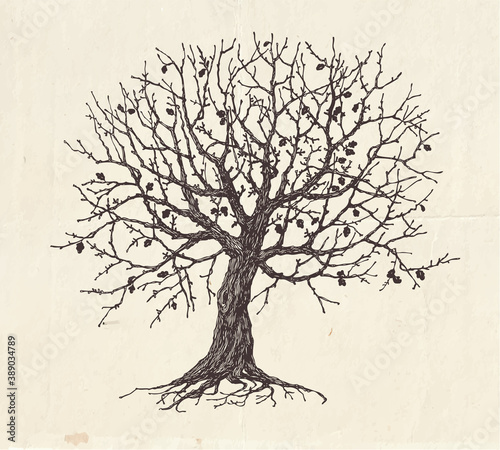Hand drawn oak tree, concept illustration of family tree