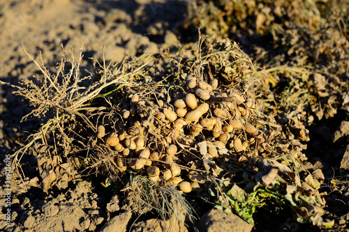 dug peanuts lie on the field photo