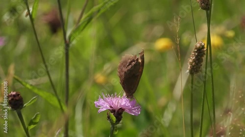 Ochsenauge in blühender Wieses photo